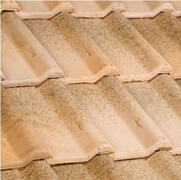 Frigya Ateşi Valensiya